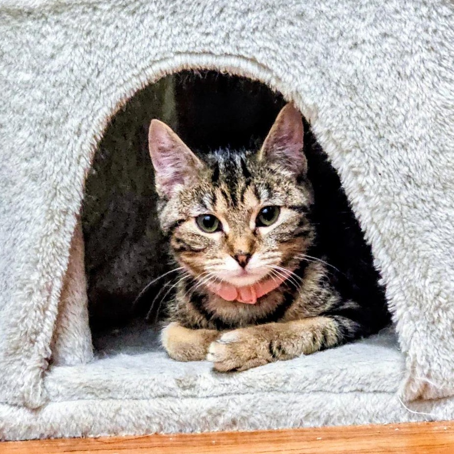 Enlarge Twiggy, a ADOPTABLE Domestic Short Hair in Waverly, IA image 1/6