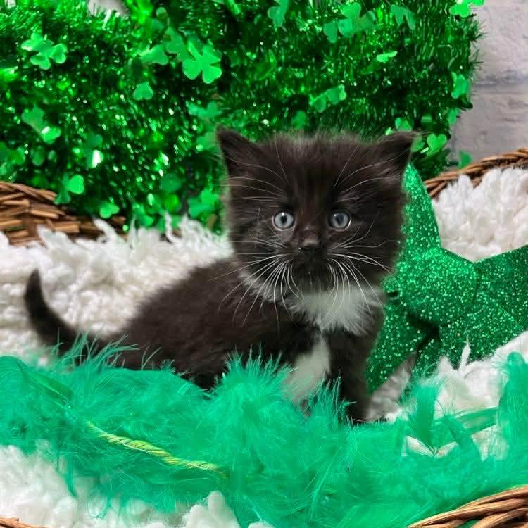 Mittens, Adoptable, Kitten Male Domestic Short Hair & Extra-Toes Cat / Hemingway Polydactyl.