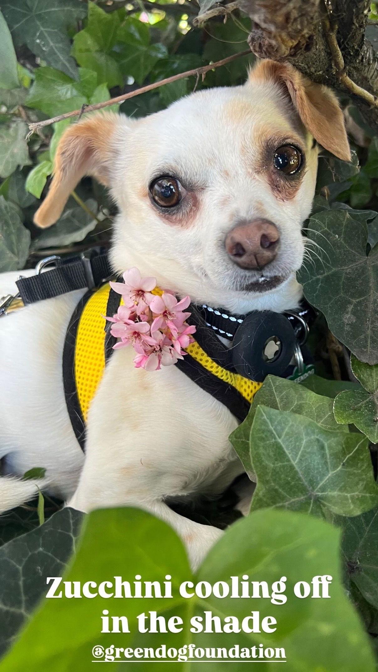 Enlarge Zuccini, a Adoptable Chihuahua image 1/3