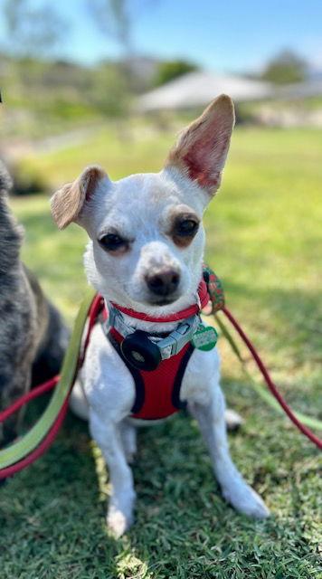 Enlarge Zuccini, a Adoptable Chihuahua image 2/3