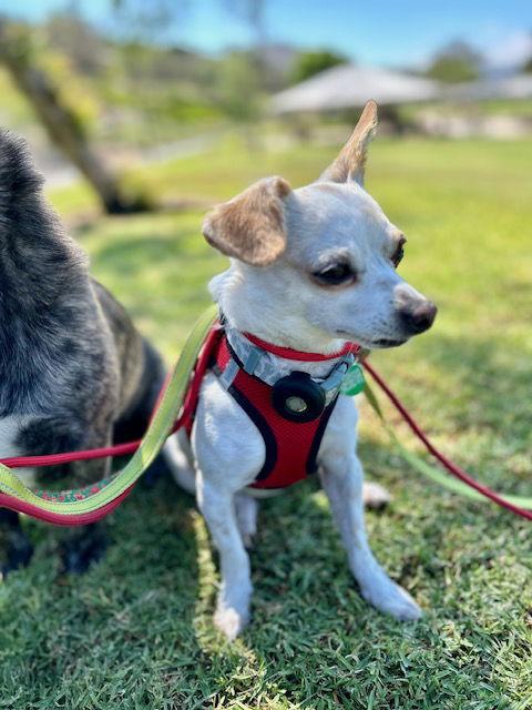 Enlarge Zuccini, a Adoptable Chihuahua image 3/3