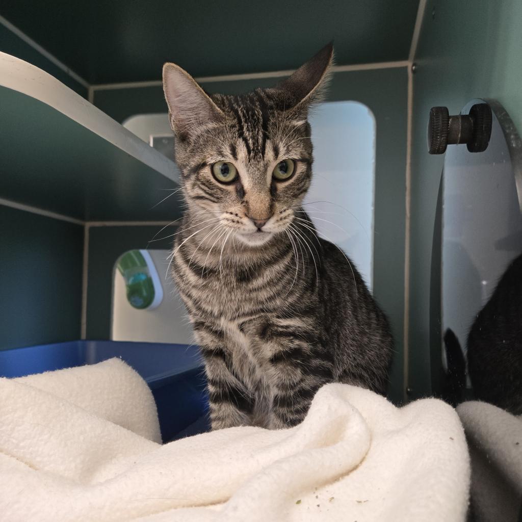 Cat for adoption Gnocchi, a Domestic Short Hair in Morrisville, VT
