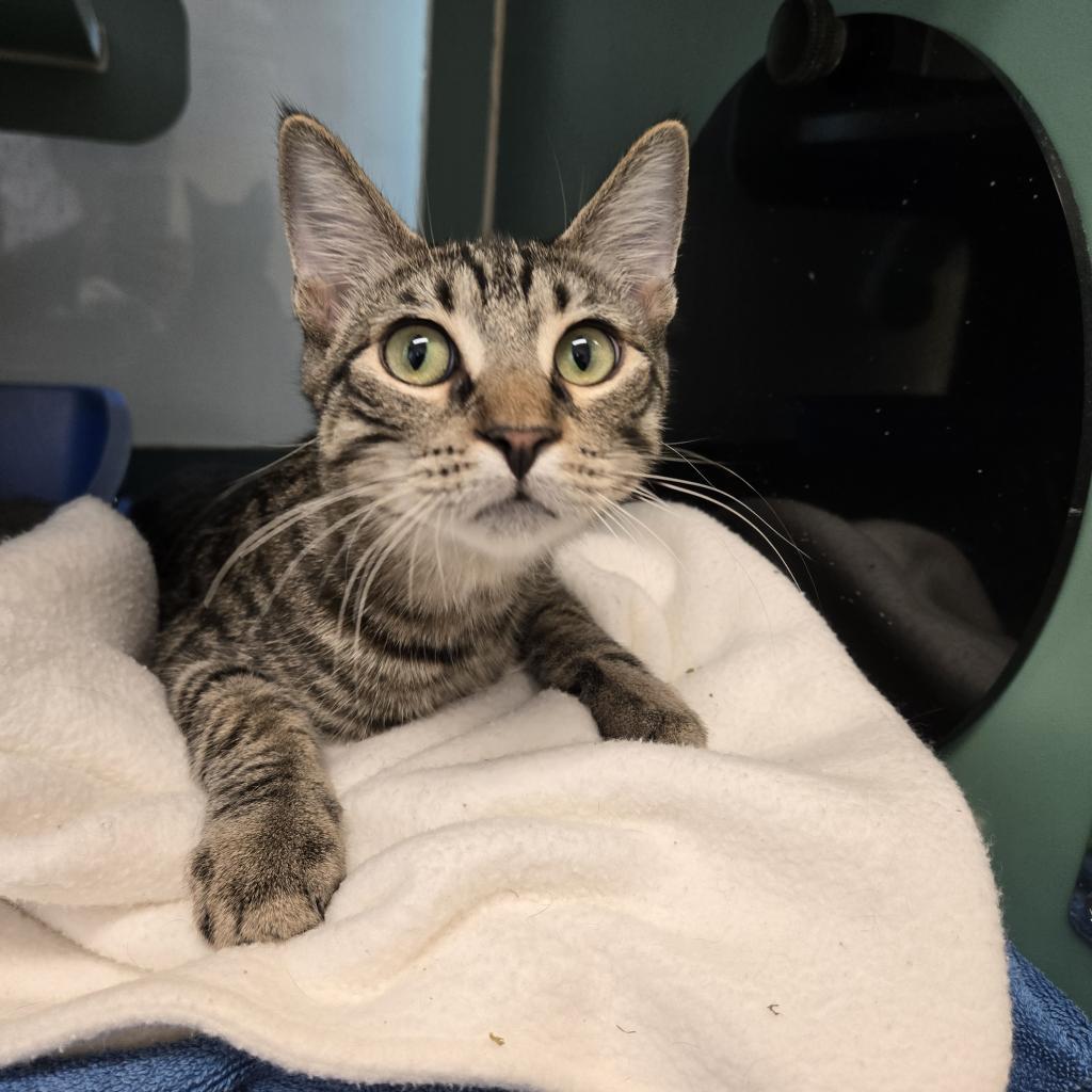 Cat for adoption Gnocchi, a Domestic Short Hair in Morrisville, VT