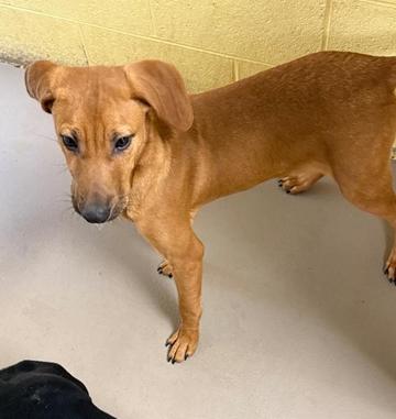 Bubba puff, adoptable, Puppy Male Hound.