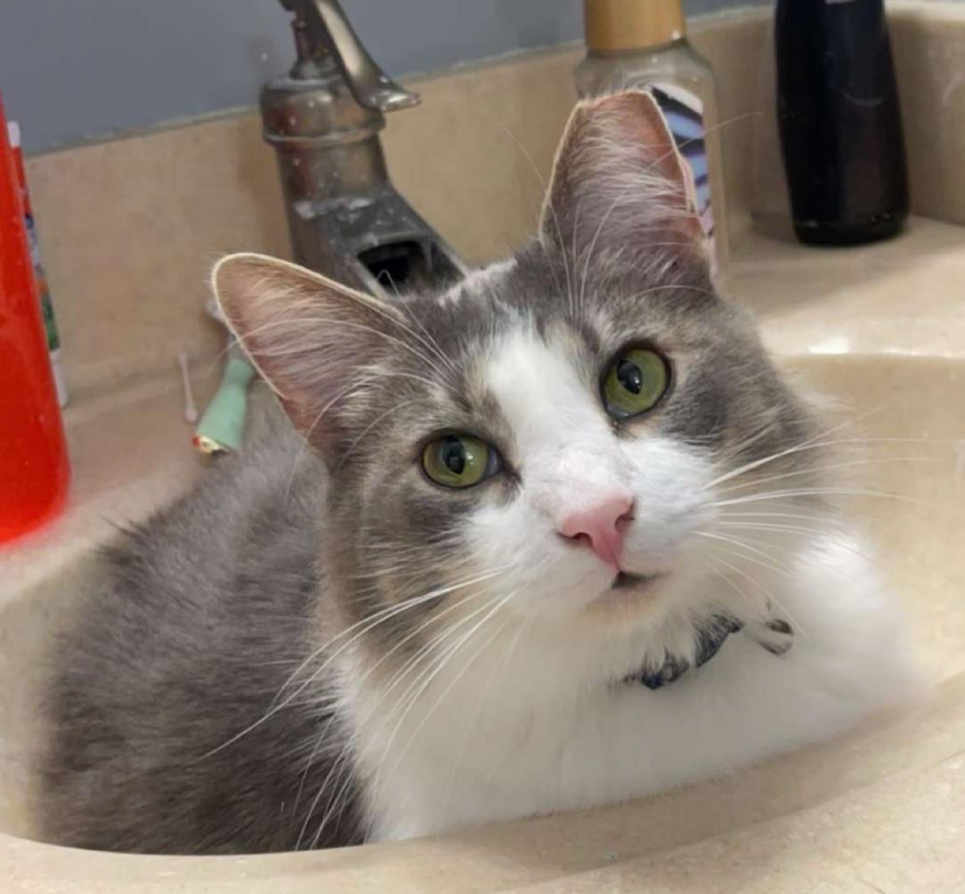 Oliver, a Adopted Domestic Long Hair in Ellijay, GA image 1/2