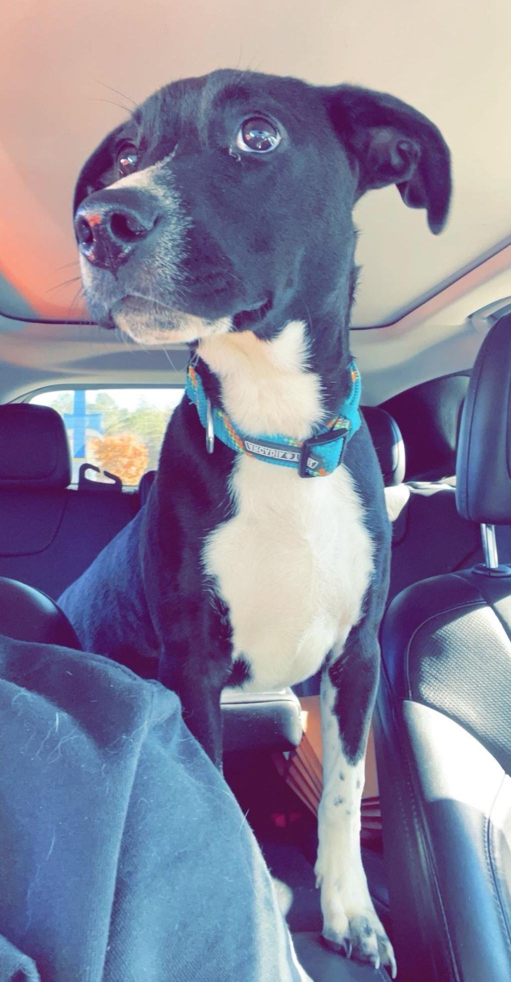 Oliver, a Adopted Domestic Long Hair in Ellijay, GA image 2/2