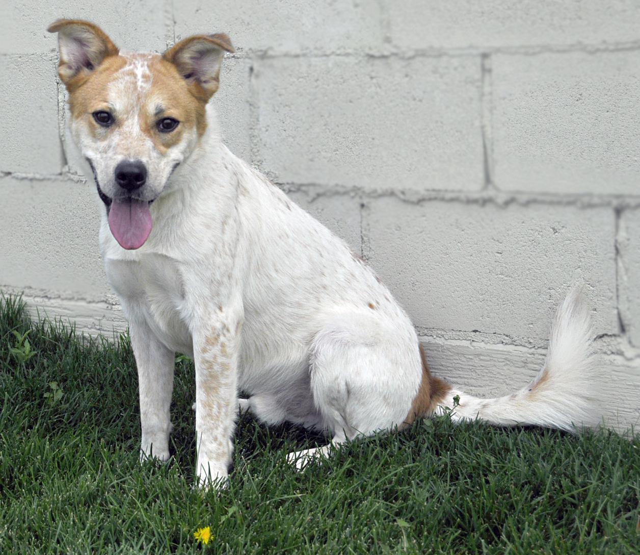 Kash, a Adoptable mixed breed in Springerville, AZ image 1/2