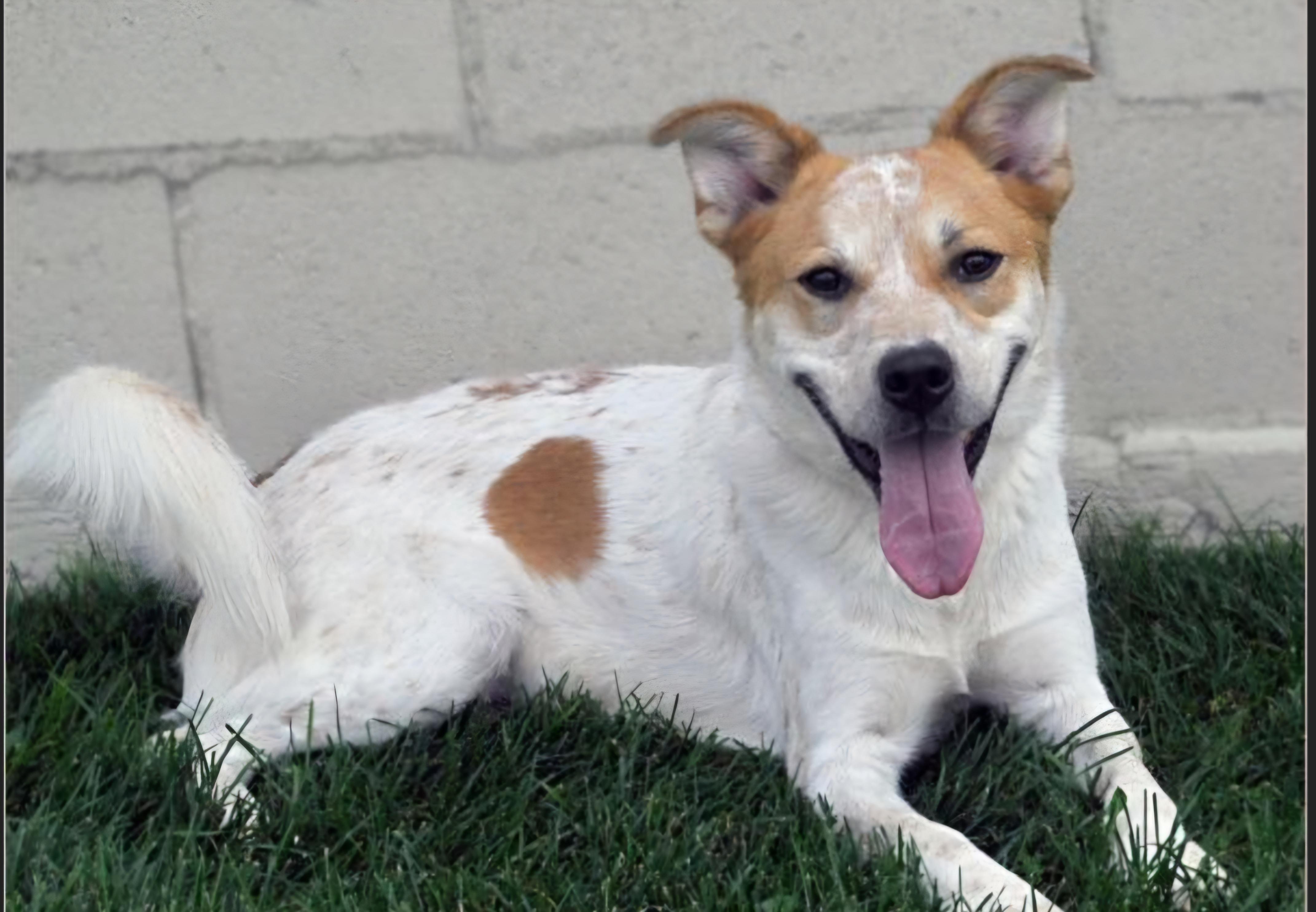 Kash, a Adoptable mixed breed in Springerville, AZ image 2/2