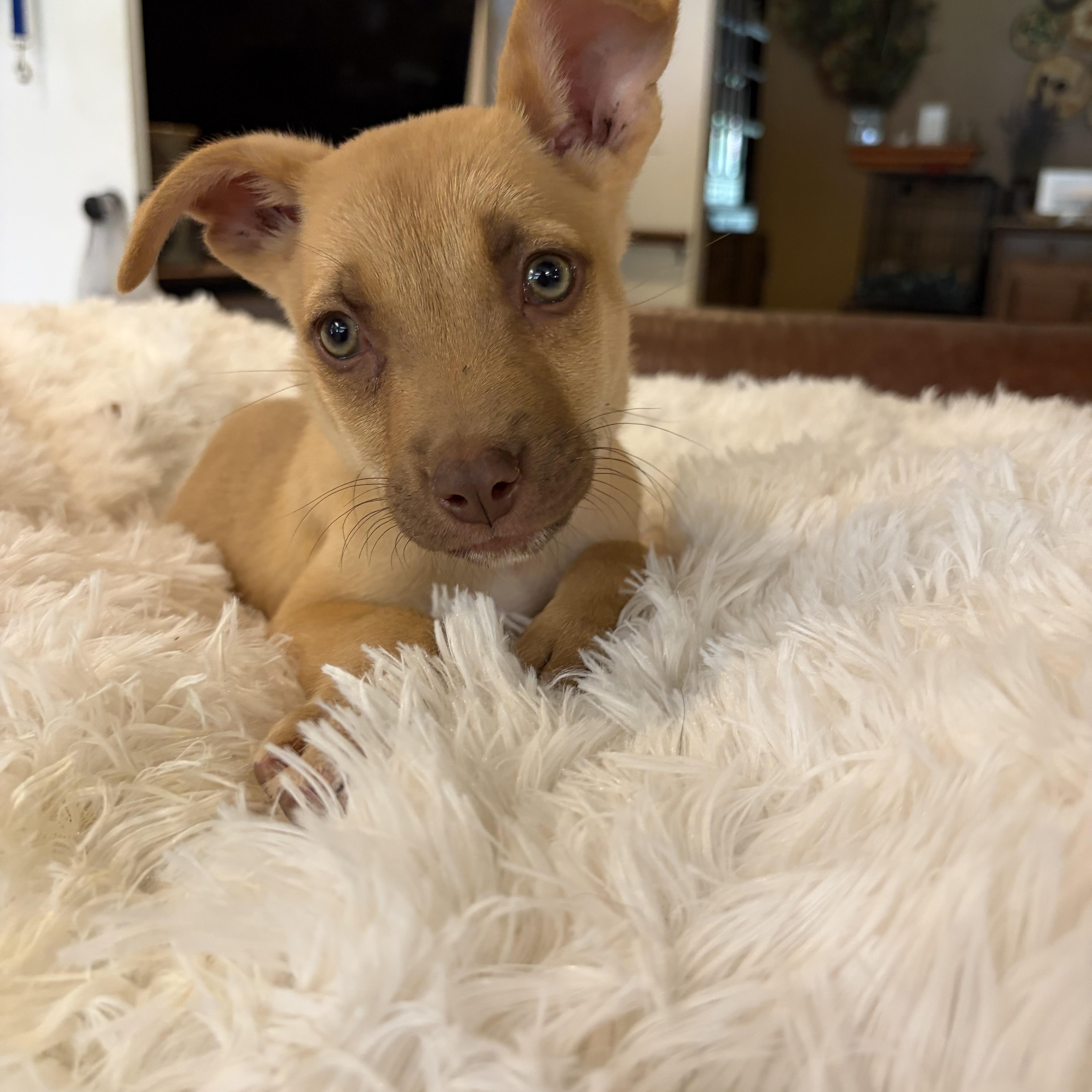 Enlarge Jill, a ADOPTABLE mixed breed in Gilbert, AZ image 6/6