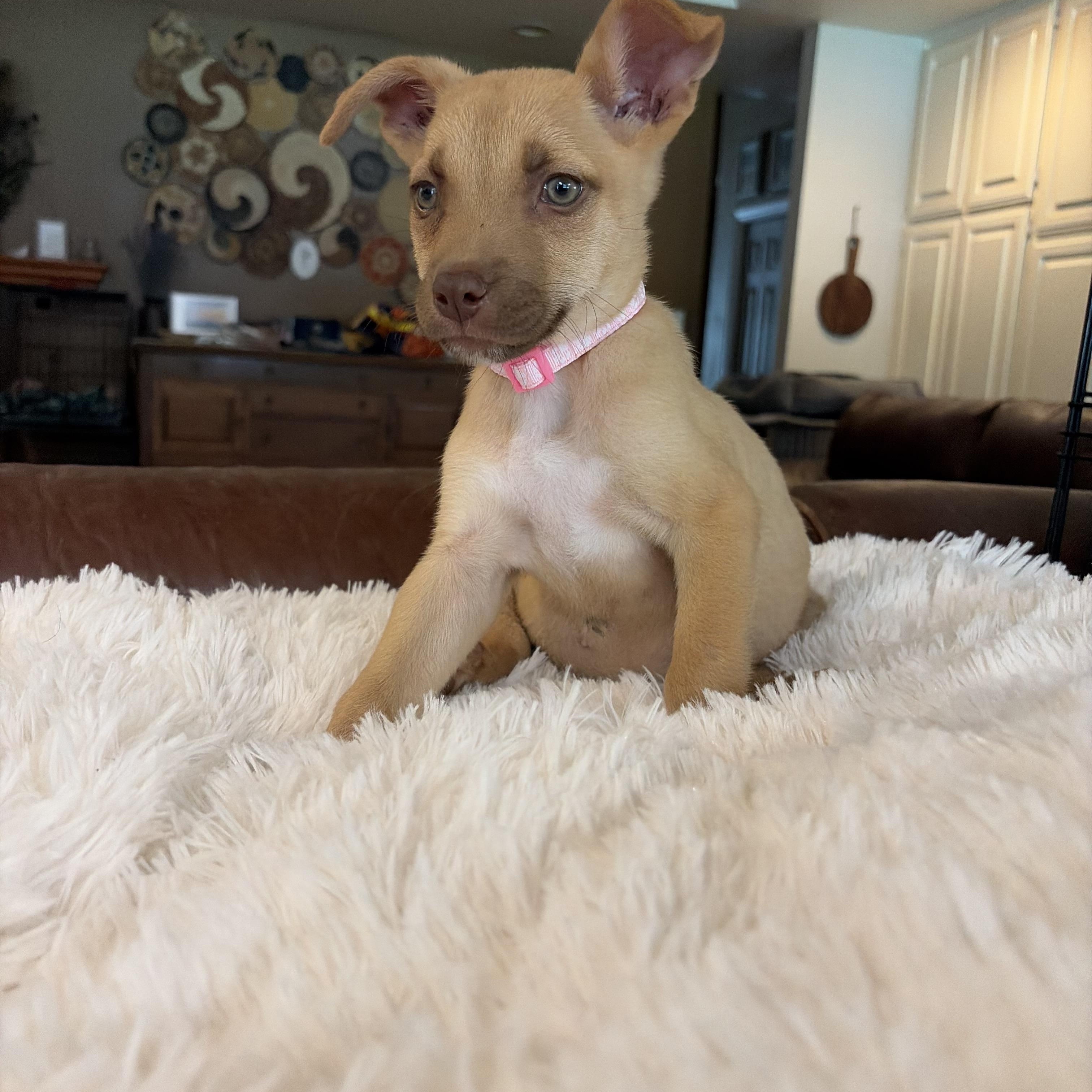 Enlarge Jill, a ADOPTABLE mixed breed in Gilbert, AZ image 5/6