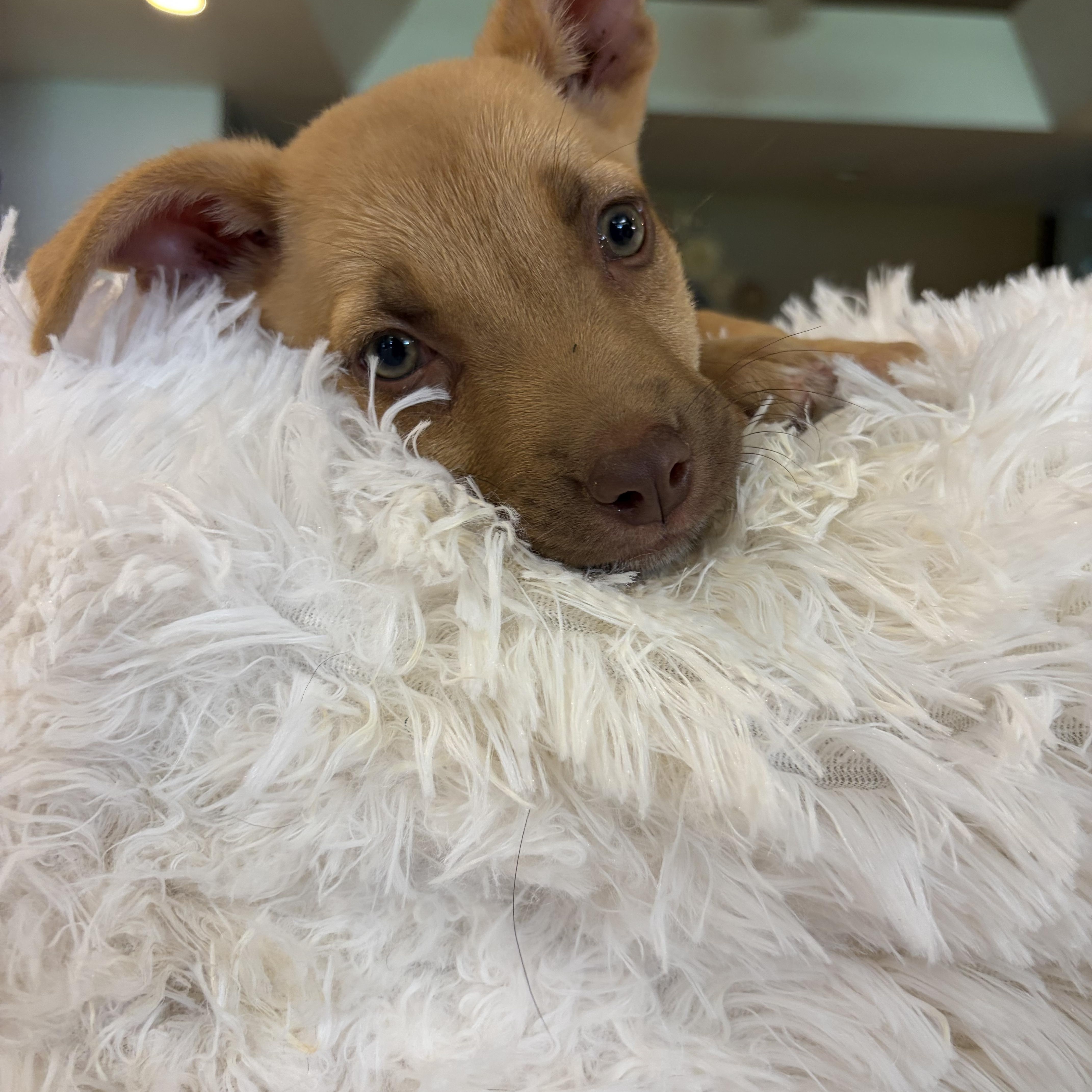 Enlarge Jill, a ADOPTABLE mixed breed in Gilbert, AZ image 4/6