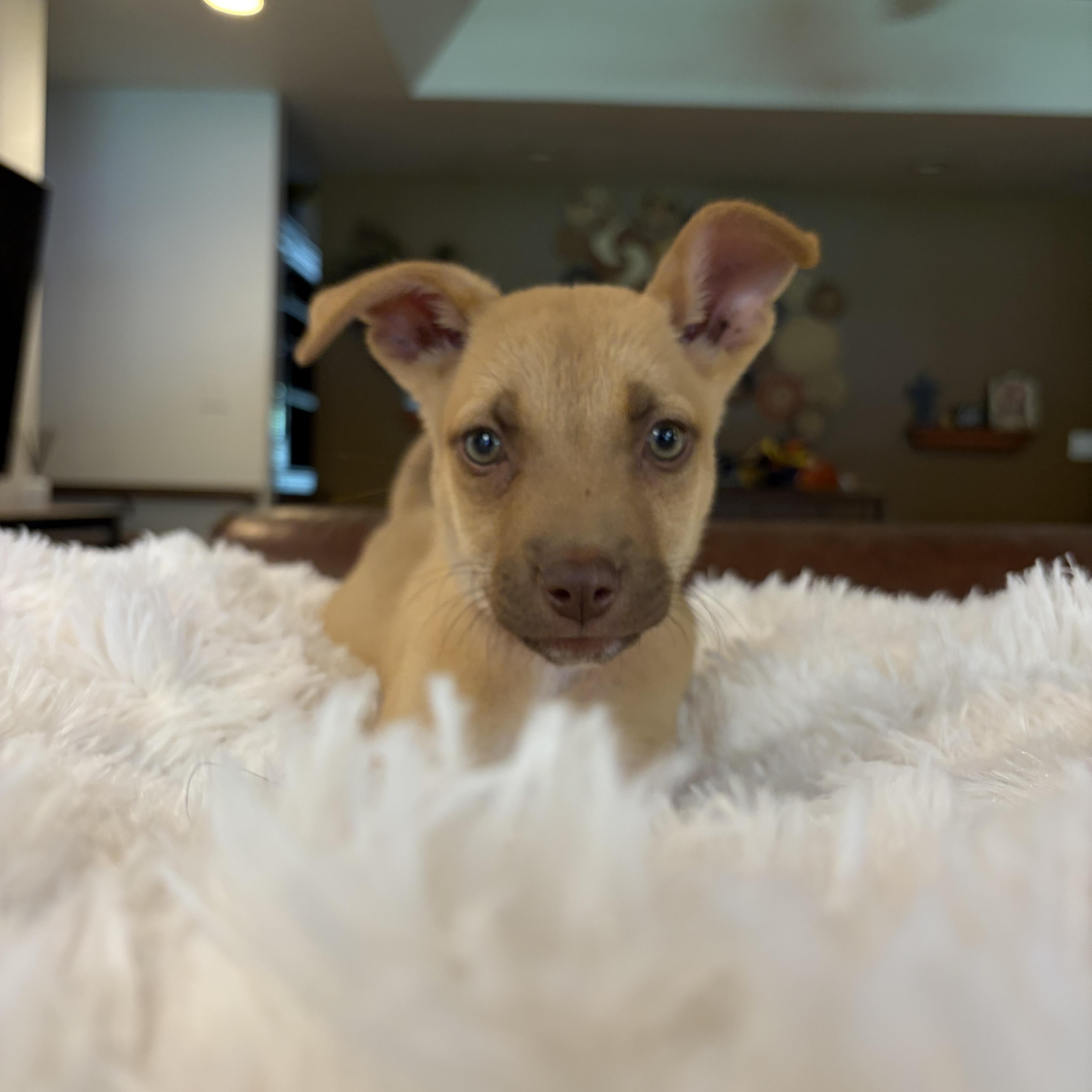 Enlarge Jill, a ADOPTABLE mixed breed in Gilbert, AZ image 2/6
