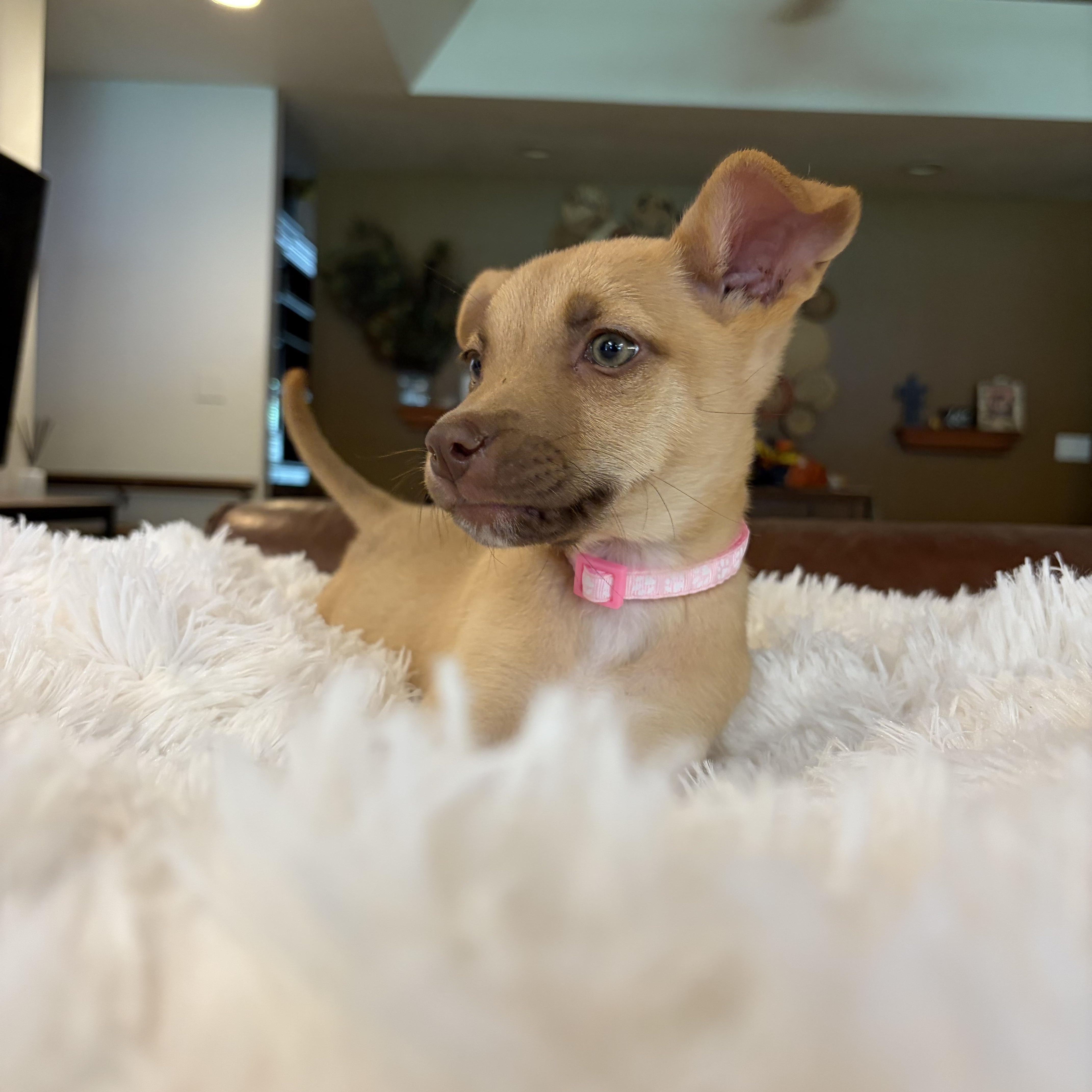 Enlarge Jill, a ADOPTABLE mixed breed in Gilbert, AZ image 3/6
