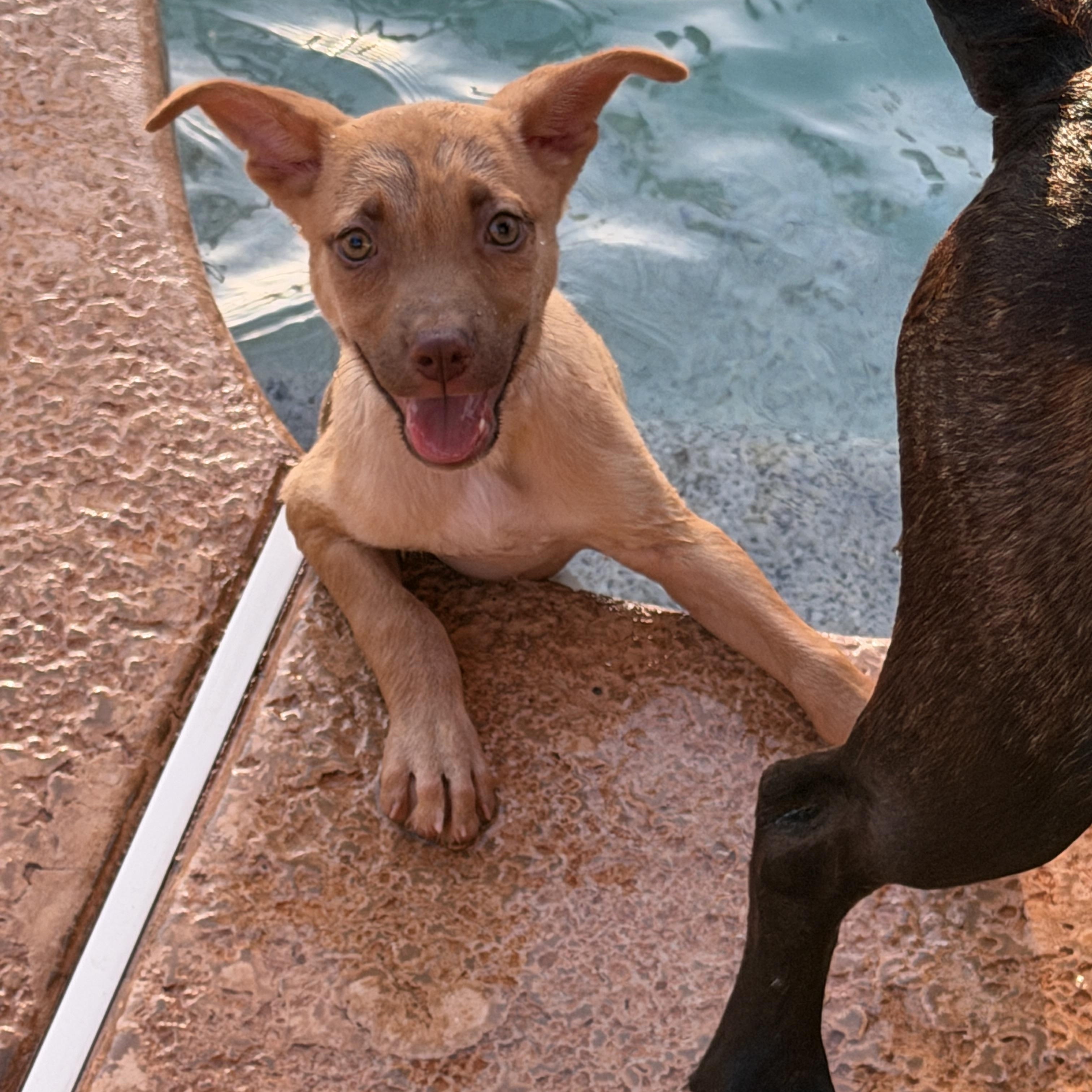 Enlarge Jilly, a ADOPTABLE mixed breed in Gilbert, AZ image 6/6