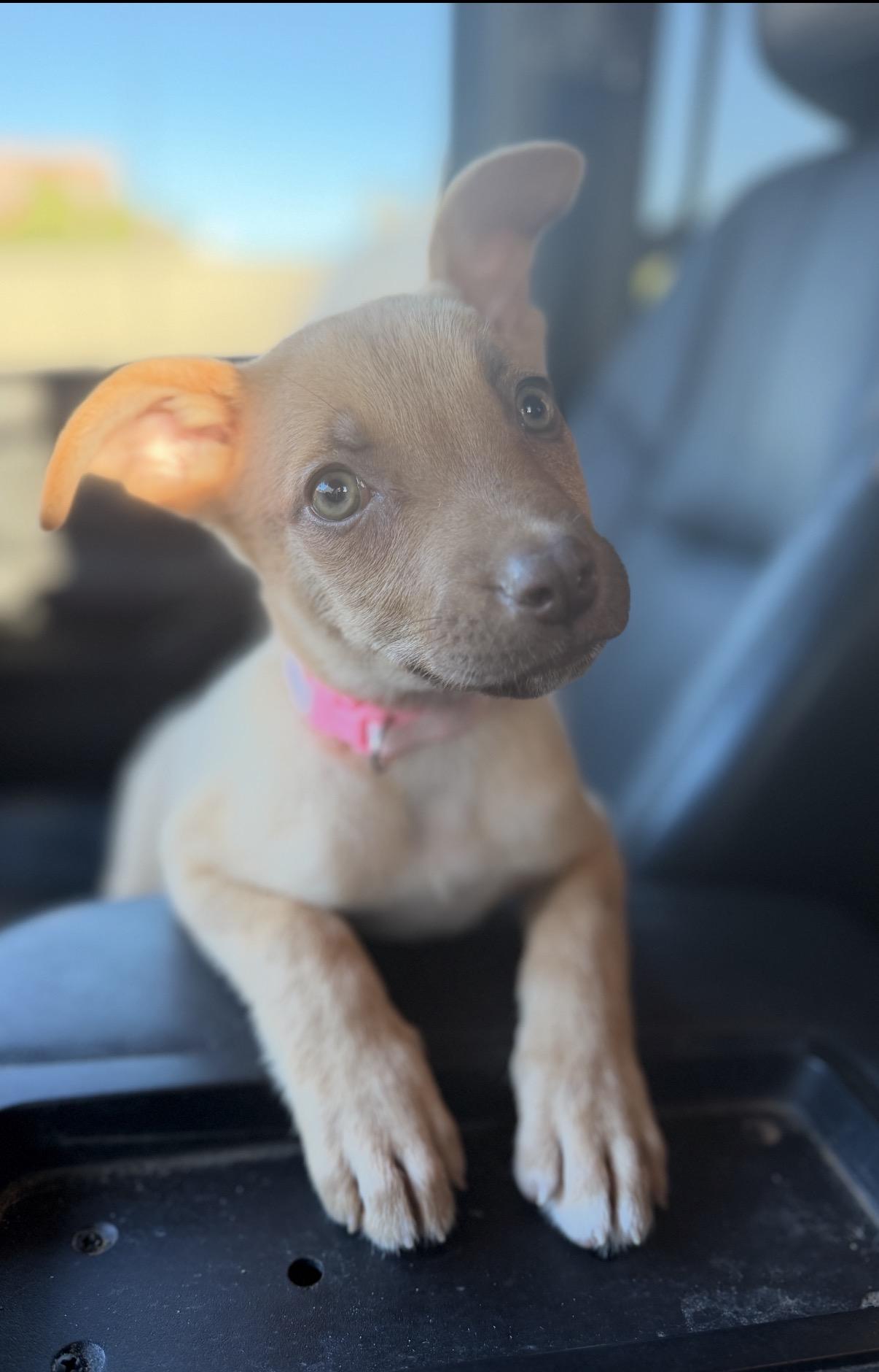 Enlarge Jill, a ADOPTABLE mixed breed in Gilbert, AZ image 1/6
