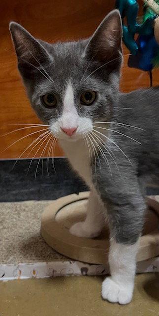 Tom Petty, Adoptable, Kitten Male Domestic Short Hair.