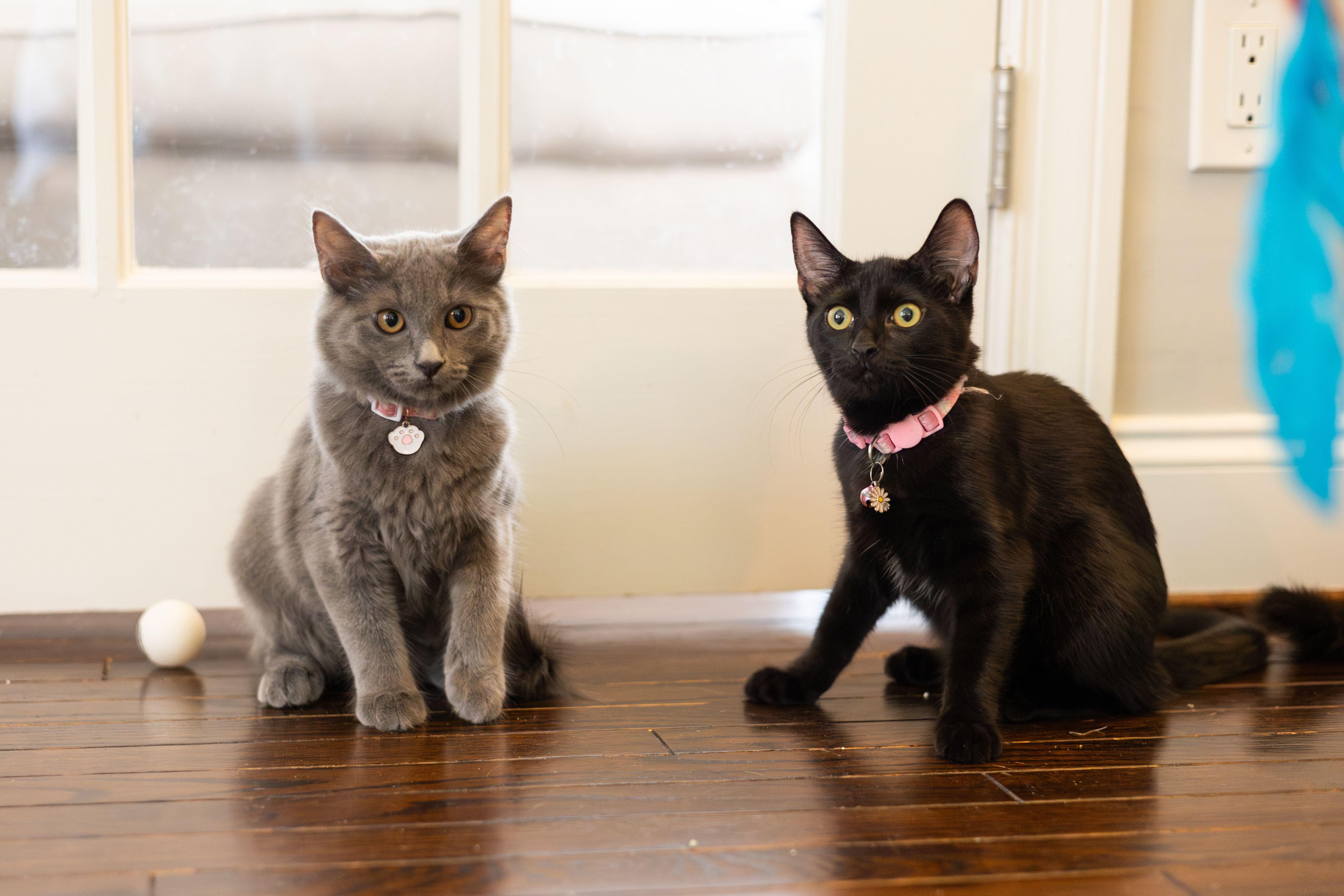 Poppy, Adoptable, Young Female Domestic Short Hair.