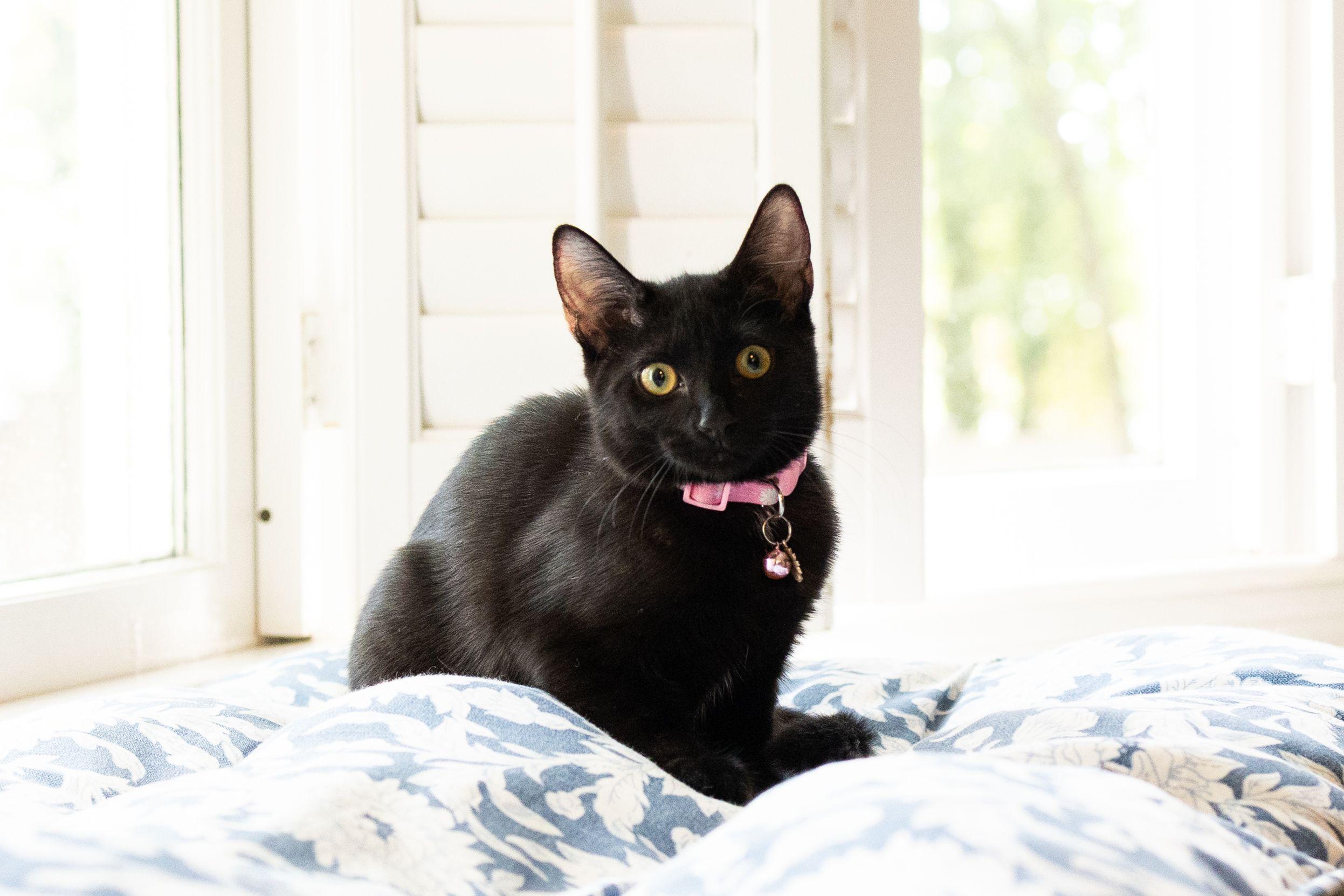 Poppy, Adoptable, Young Female Domestic Short Hair.