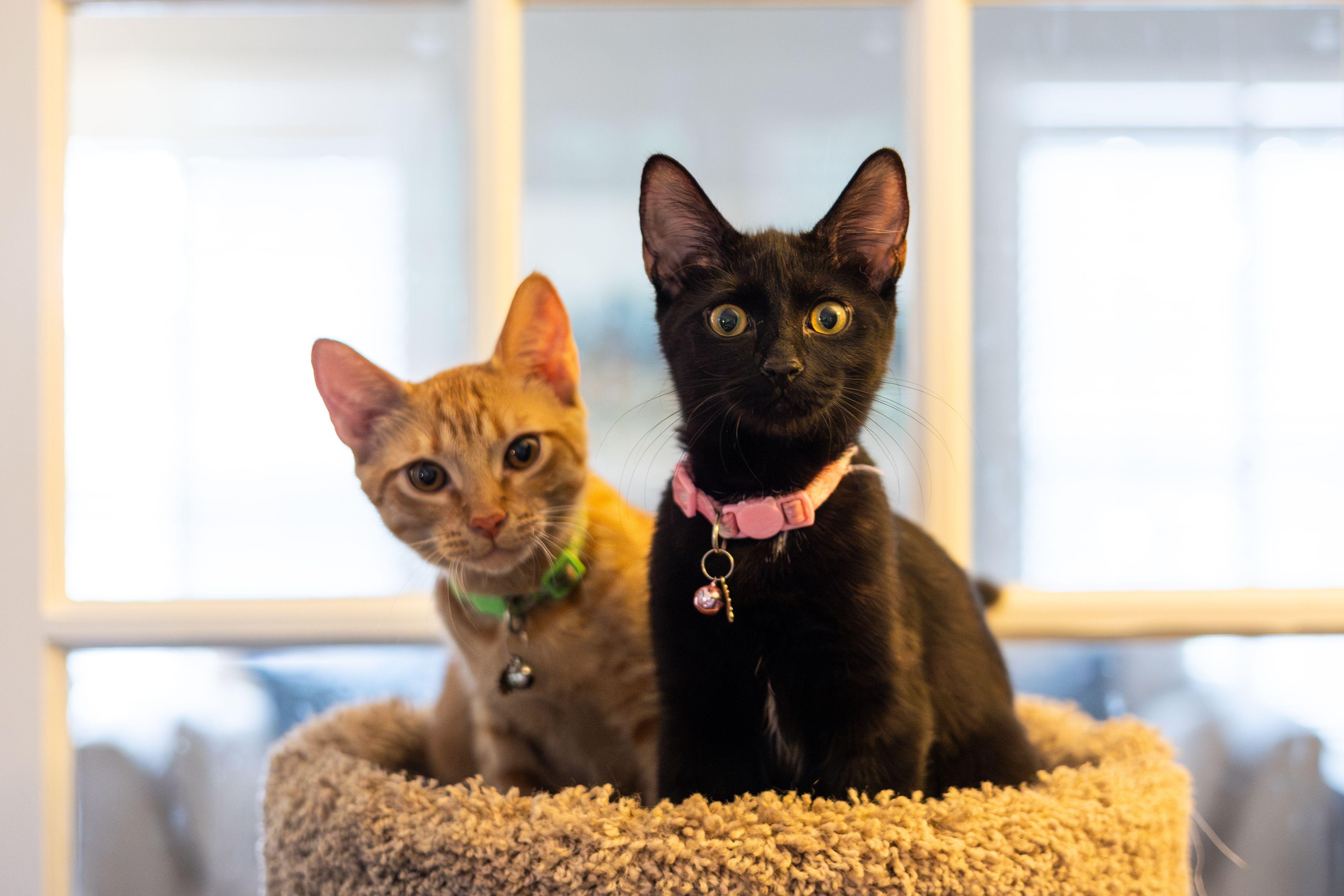 Enlarge Poppy, a Adoptable Domestic Short Hair in Avondale Estates, GA image 4/6