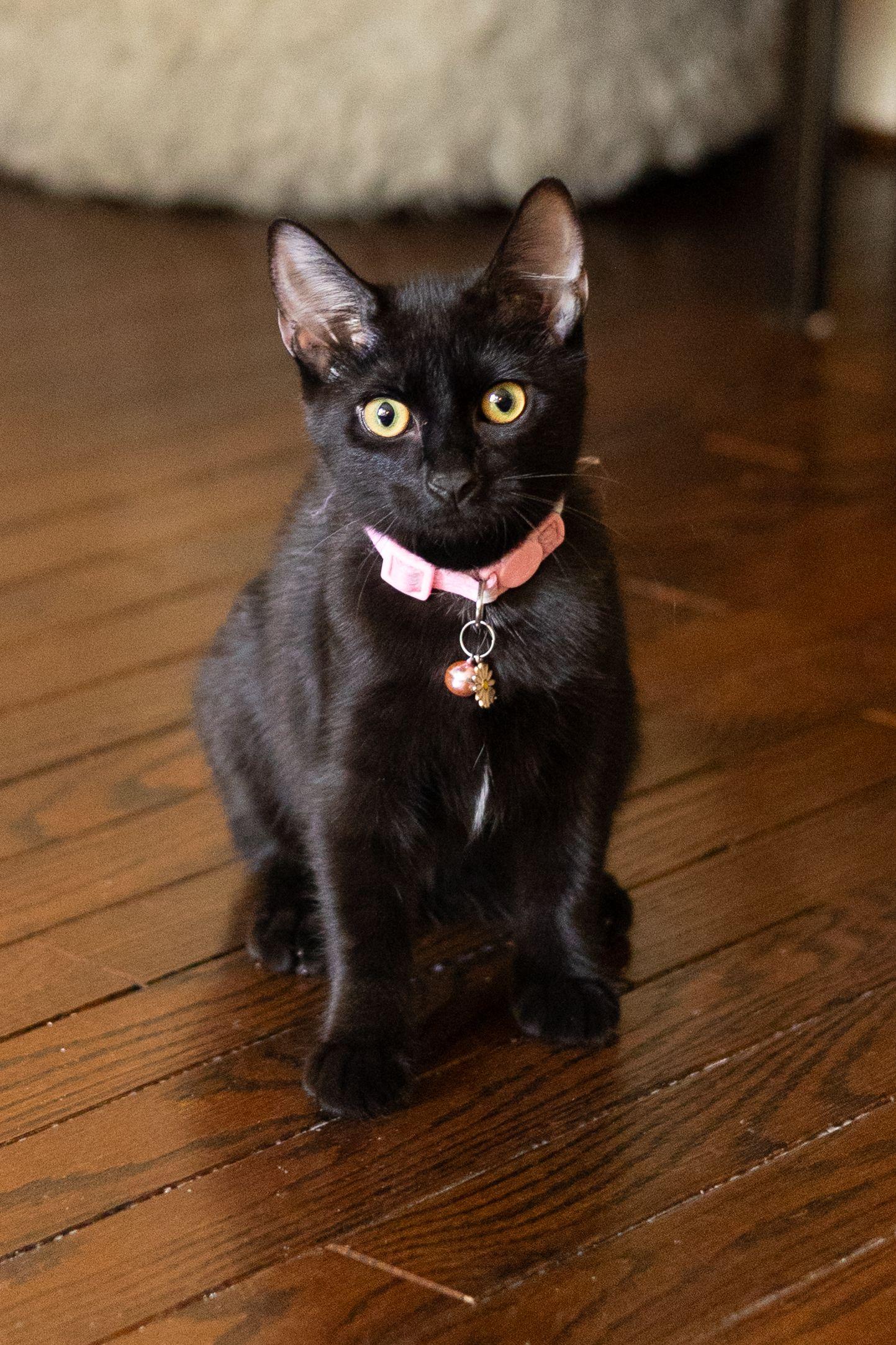 Enlarge Poppy, a Adoptable Domestic Short Hair in Avondale Estates, GA image 5/6