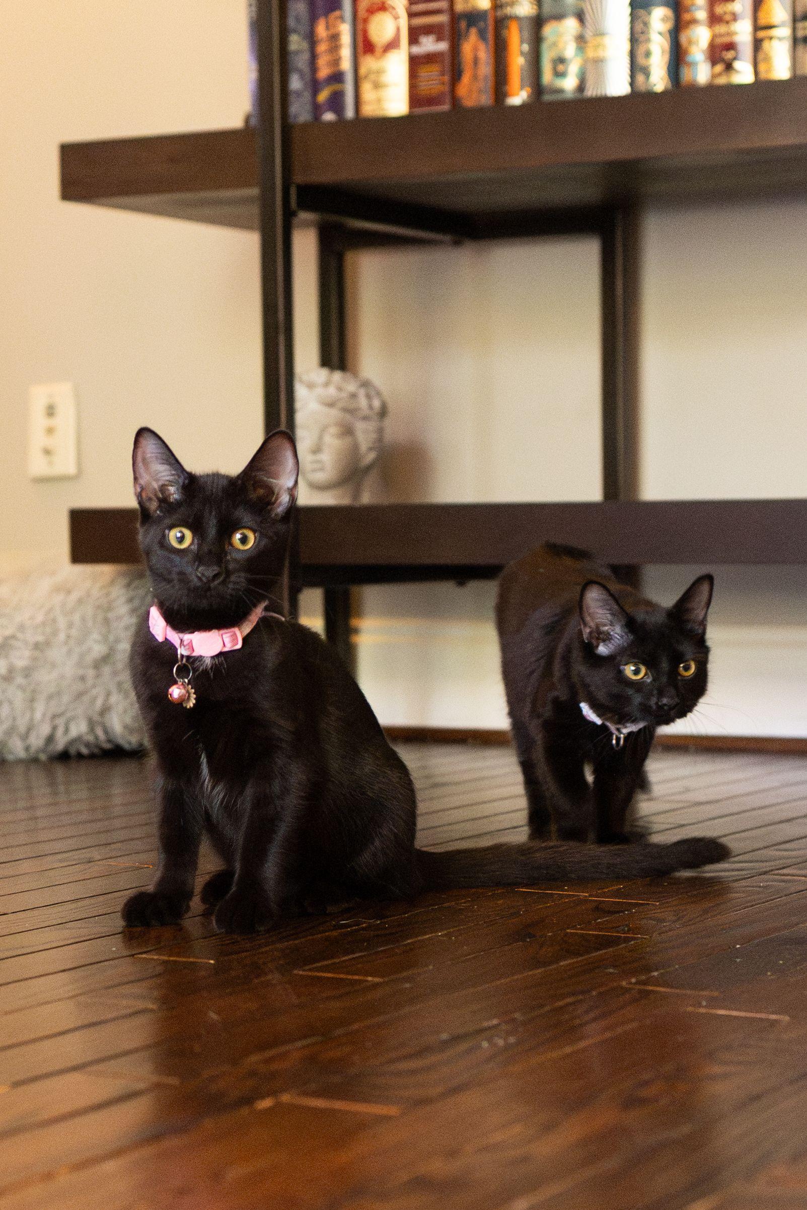 Enlarge Poppy, a Adoptable Domestic Short Hair in Avondale Estates, GA image 3/6