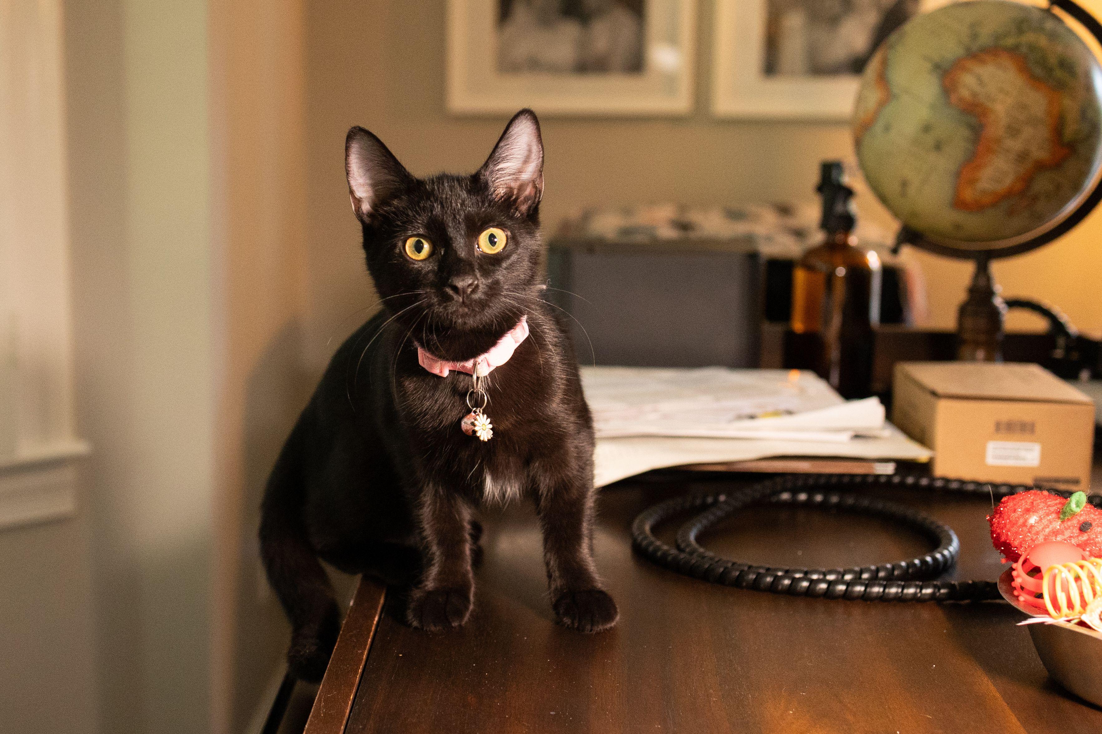 Enlarge Poppy, a Adoptable Domestic Short Hair in Avondale Estates, GA image 6/6