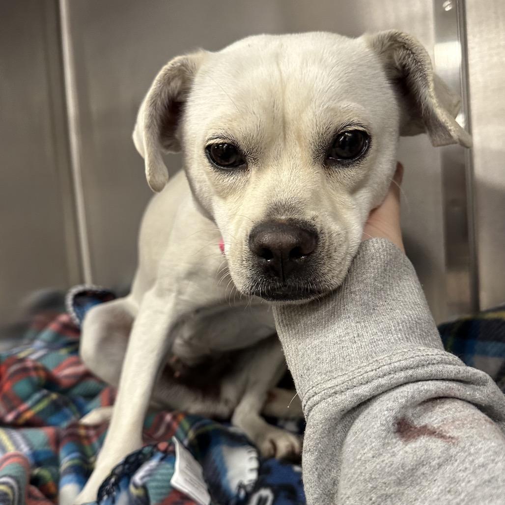 Enlarge Ophelia, a Adoptable Terrier in Quakertown, PA image 1/6