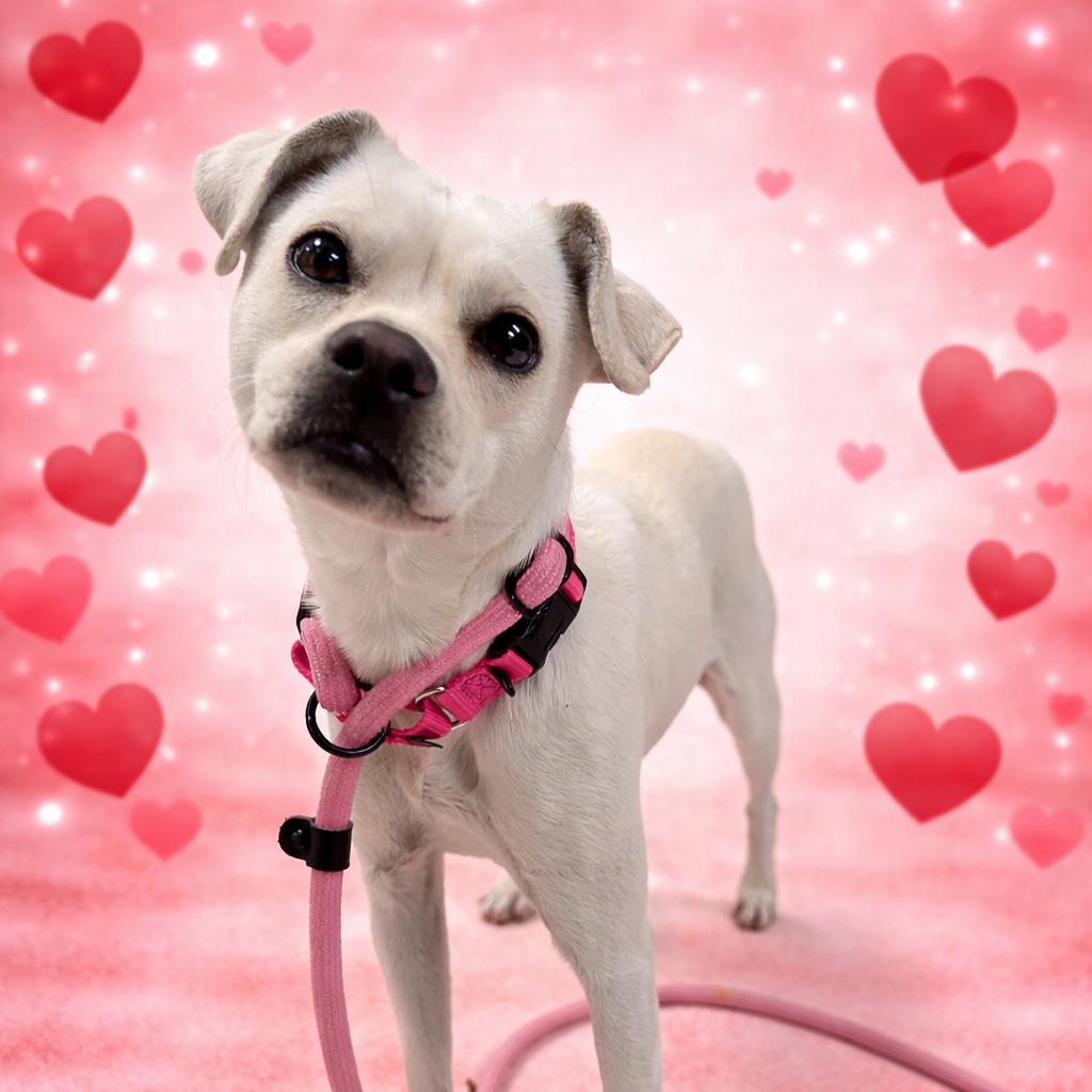 Enlarge Ophelia, a Adoptable Terrier in Quakertown, PA image 2/6