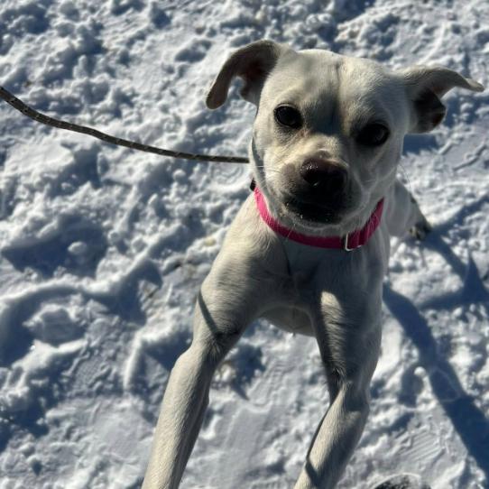Enlarge Ophelia, a Adoptable Terrier in Quakertown, PA image 3/6