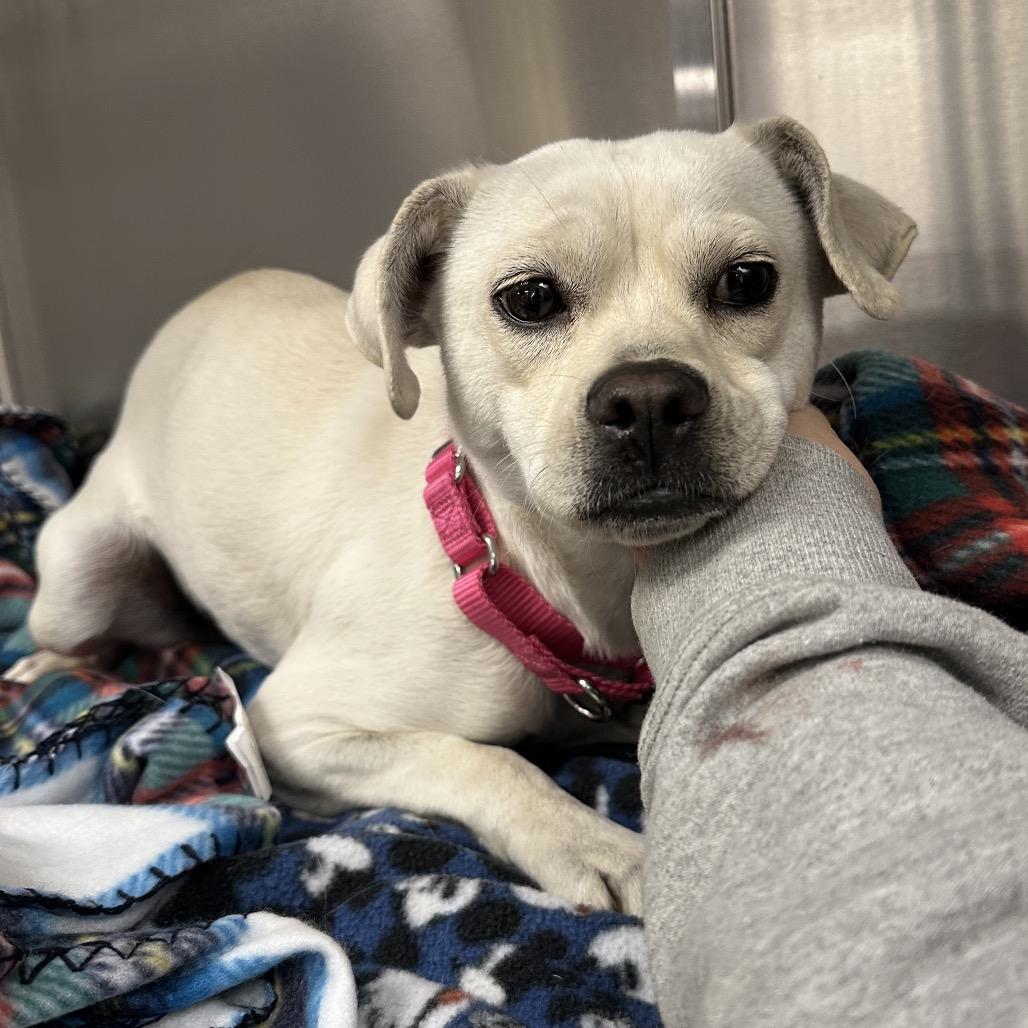 Enlarge Ophelia, a Adoptable Terrier in Quakertown, PA image 4/6