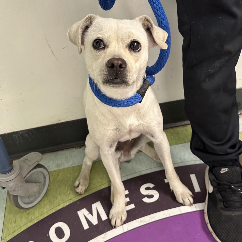 Enlarge Ophelia, a Adoptable Terrier in Quakertown, PA image 5/6