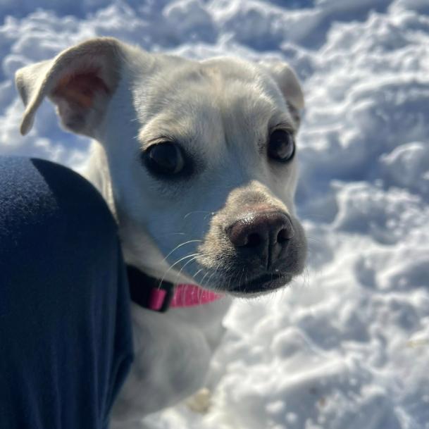 Enlarge Ophelia, a Adoptable Terrier in Quakertown, PA image 6/6