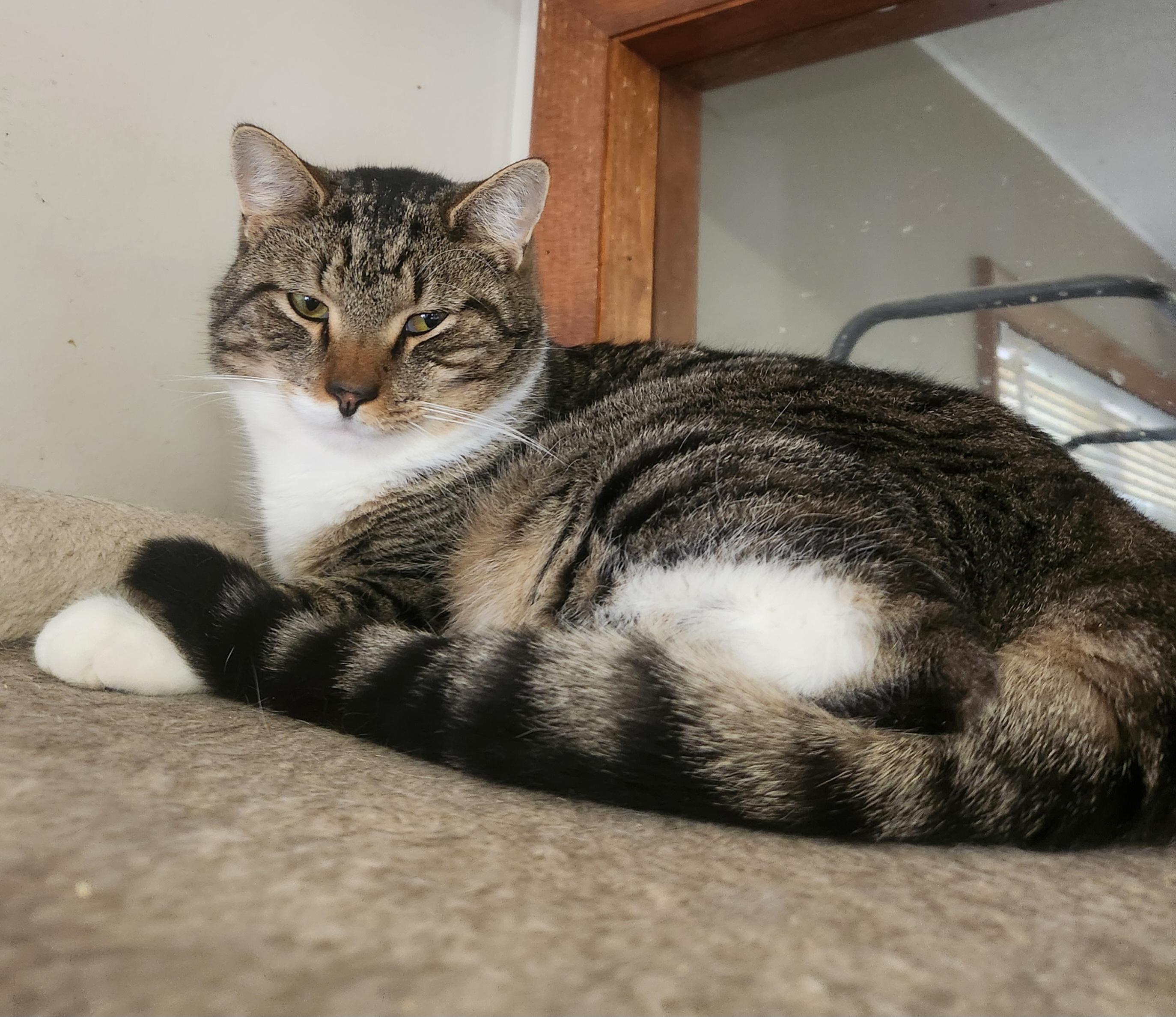 Enlarge Monsieur Poisson, a Adoptable Domestic Short Hair in Mansfield Center, CT image 1/2