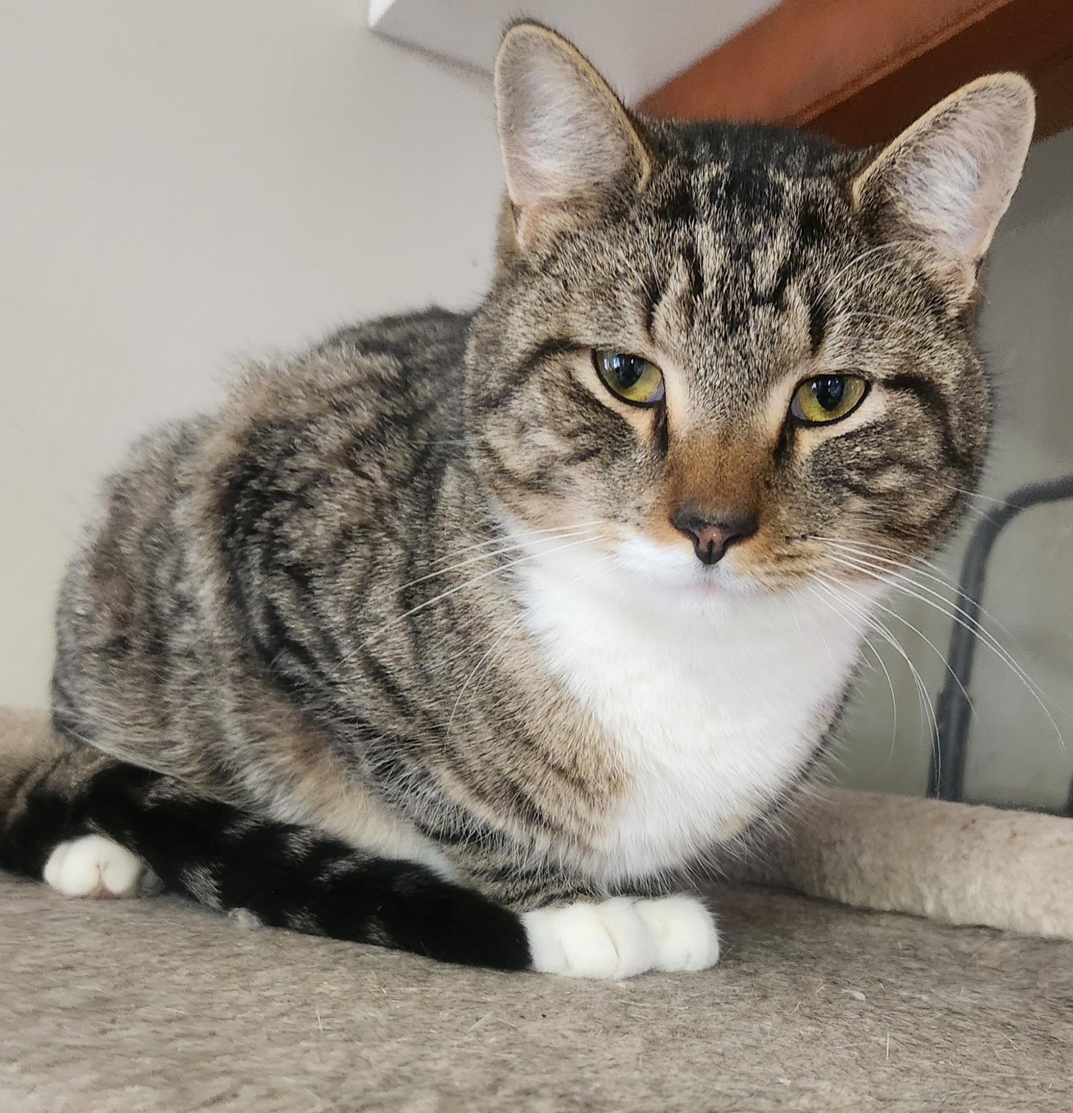 Enlarge Monsieur Poisson, a Adoptable Domestic Short Hair in Mansfield Center, CT image 2/2