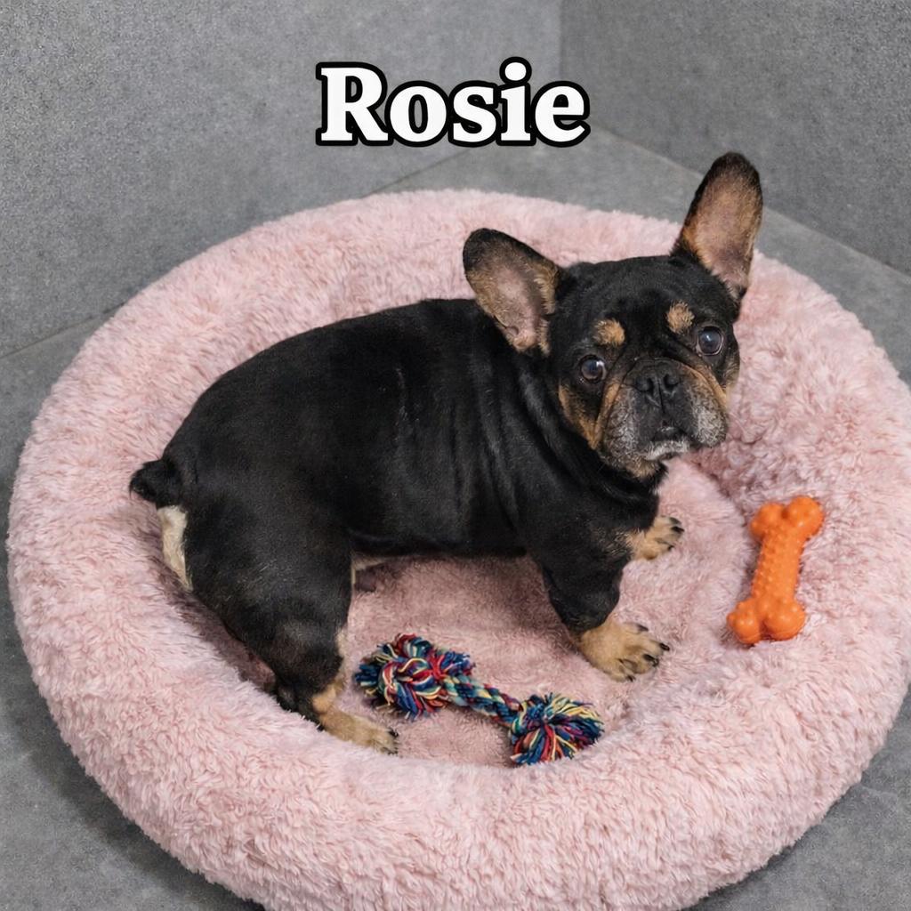 Rosie, ADOPTABLE, Adult Female French Bulldog.