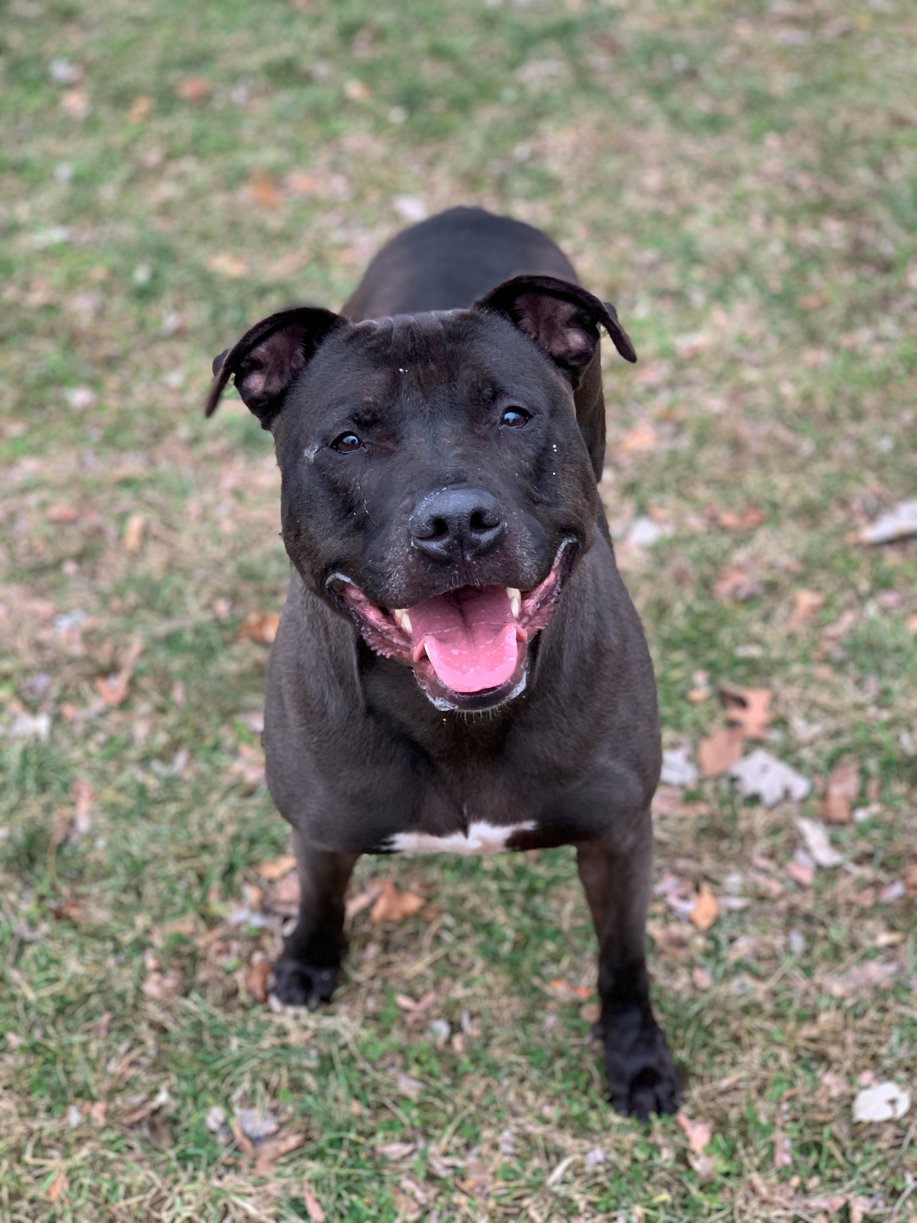 Blaze, Adoptable, Senior Male American Staffordshire Terrier.