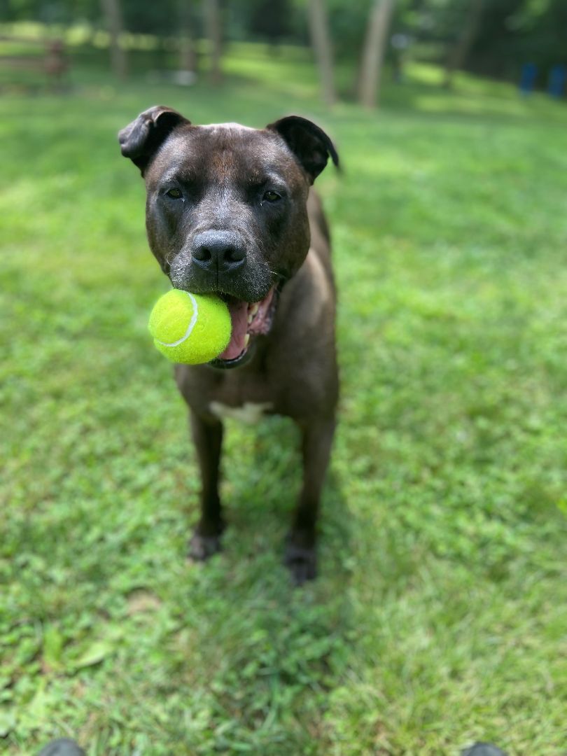 Blaze, a Adoptable mixed breed in Smithtown, NY image 2/11