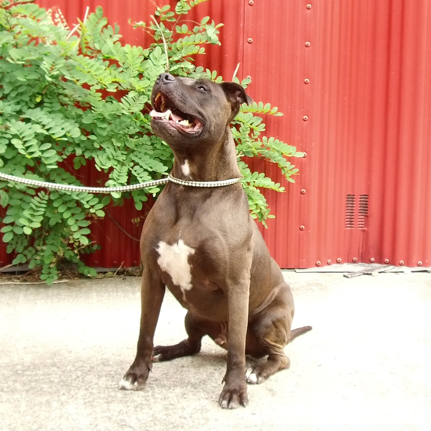 Blaze, a Adoptable mixed breed in Smithtown, NY image 3/11