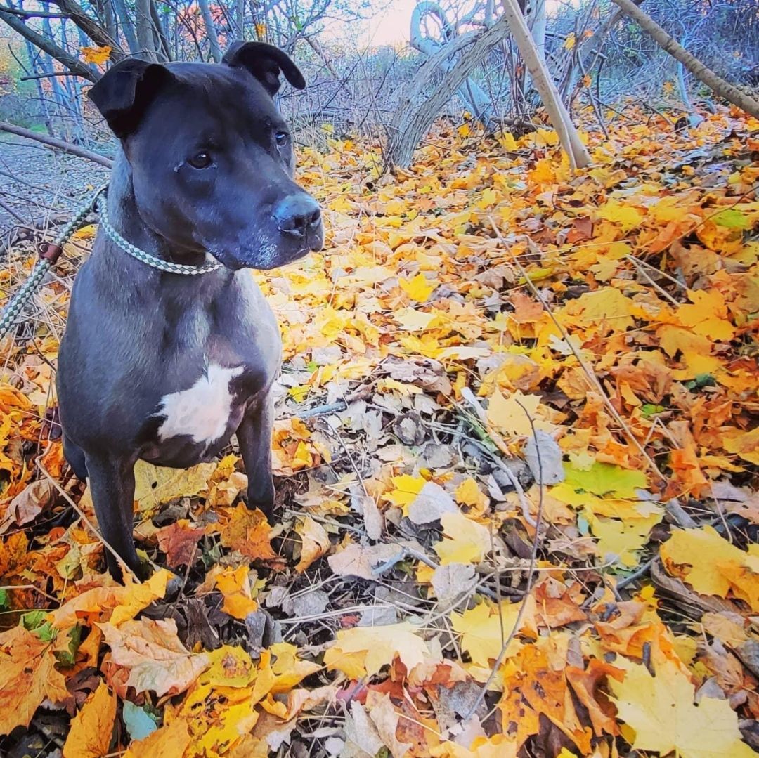 Blaze, a Adoptable mixed breed in Smithtown, NY image 5/11