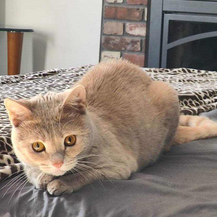 Razzmatazz, Adoptable, Young Male Domestic Short Hair.