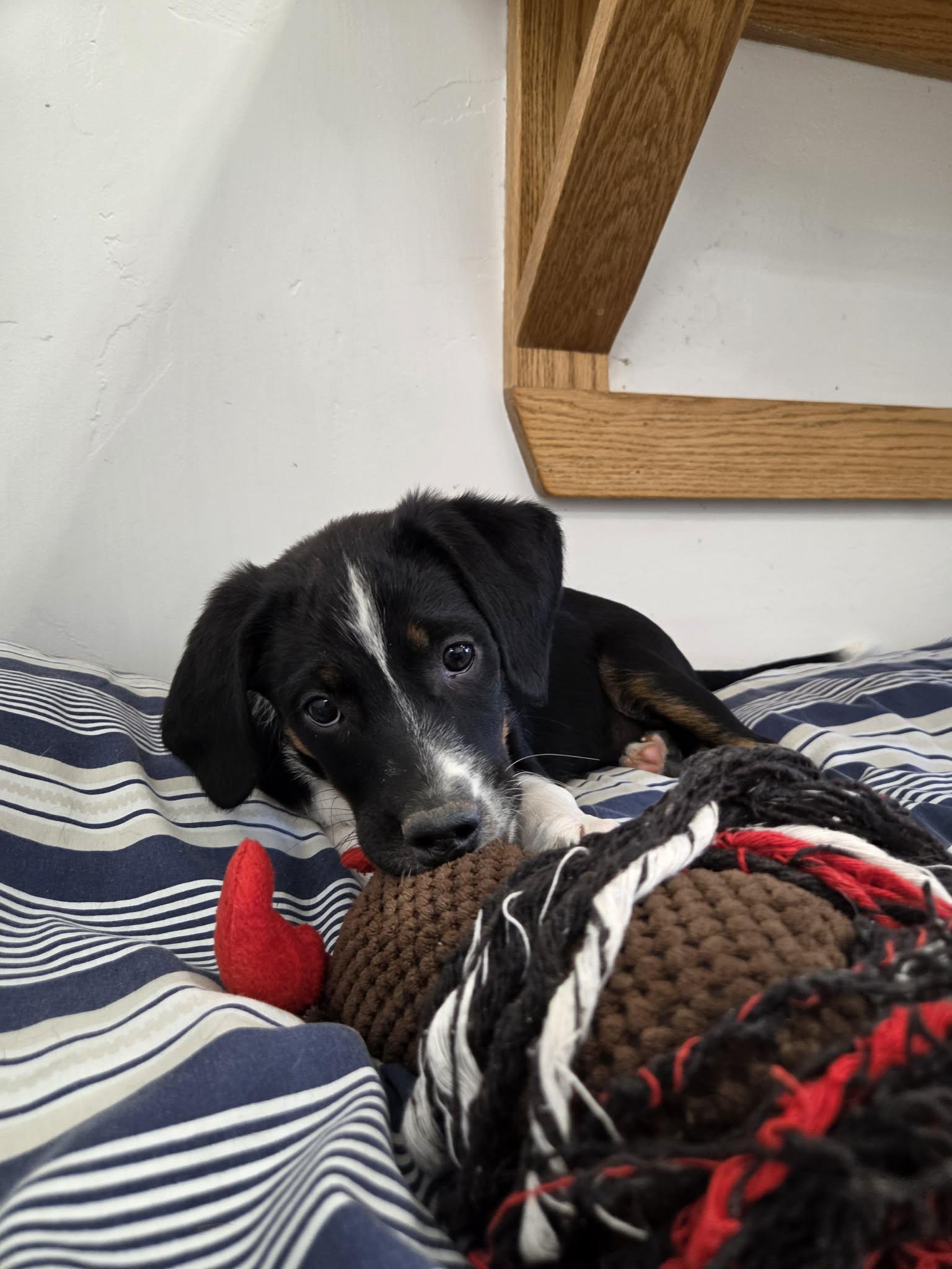 Scrappy, Adoptable, Young Female Mixed Breed.