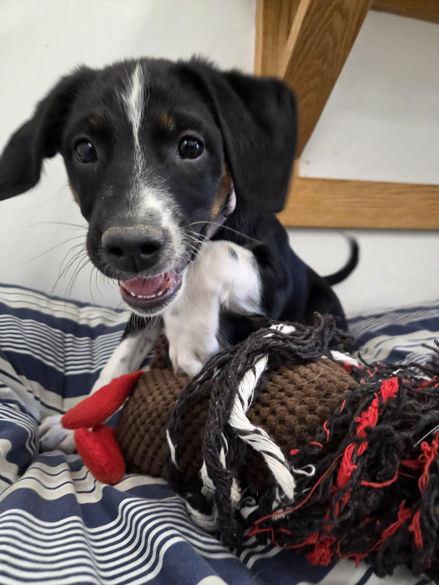 Enlarge Scrappy, a Adoptable Mixed Breed in Roosevelt, UT image 2/4