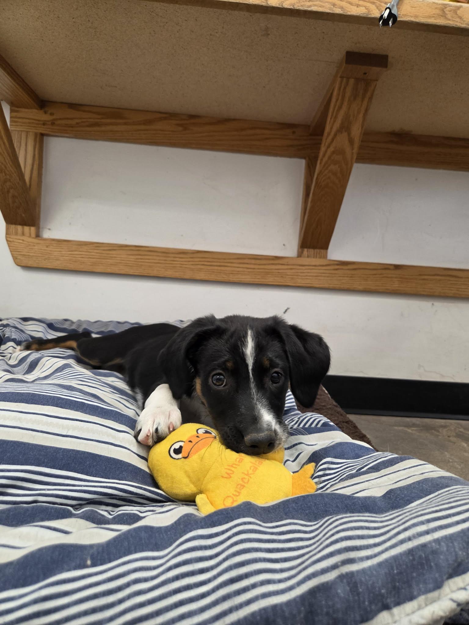 Enlarge Scrappy, a Adoptable Mixed Breed in Roosevelt, UT image 3/4