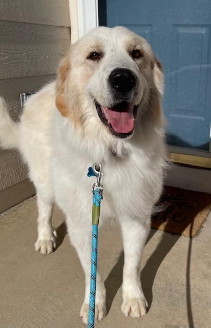 Bo Nix, adopted, Adult Male Great Pyrenees.