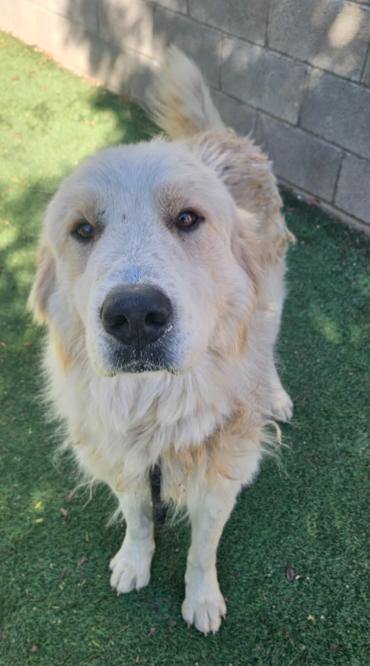 Enlarge Bo Nix, a ADOPTABLE mixed breed in Littleton, CO image 3/3