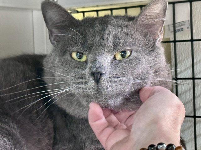 Enlarge Duncan, a Adoptable Domestic Short Hair in Winton, NC image 1/3