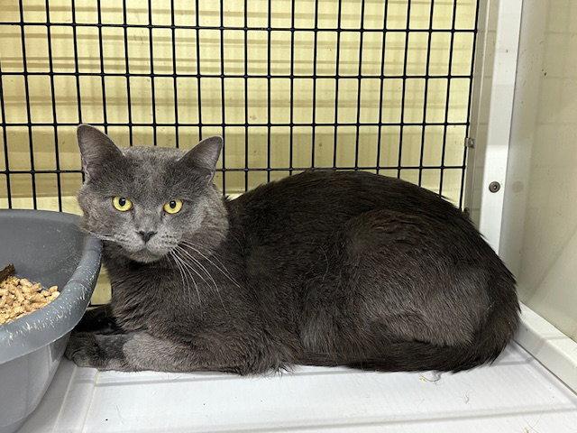 Enlarge Duncan, a Adoptable Domestic Short Hair in Winton, NC image 2/3