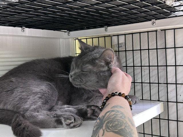 Enlarge Duncan, a Adoptable Domestic Short Hair in Winton, NC image 3/3