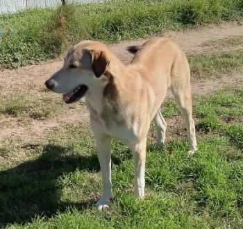 Willie, a Adoptable mixed breed in Seguin, TX image 3/3