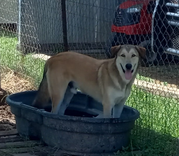Willie, a Adoptable mixed breed in Seguin, TX image 1/3